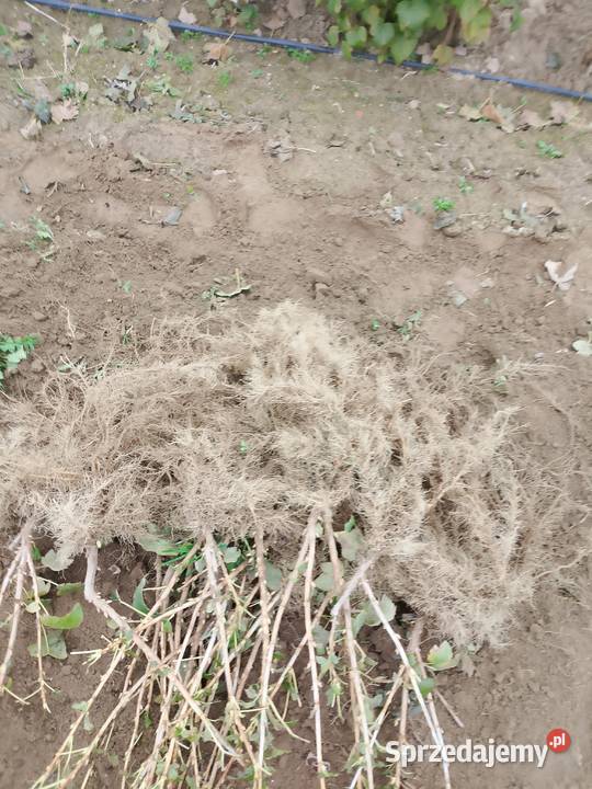 Sprzedam sadzonkę porzeczki tihope