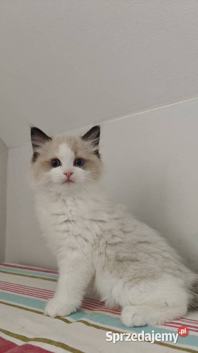 Cudowne kociaki Ragdoll FPL prawdziwy rodowód