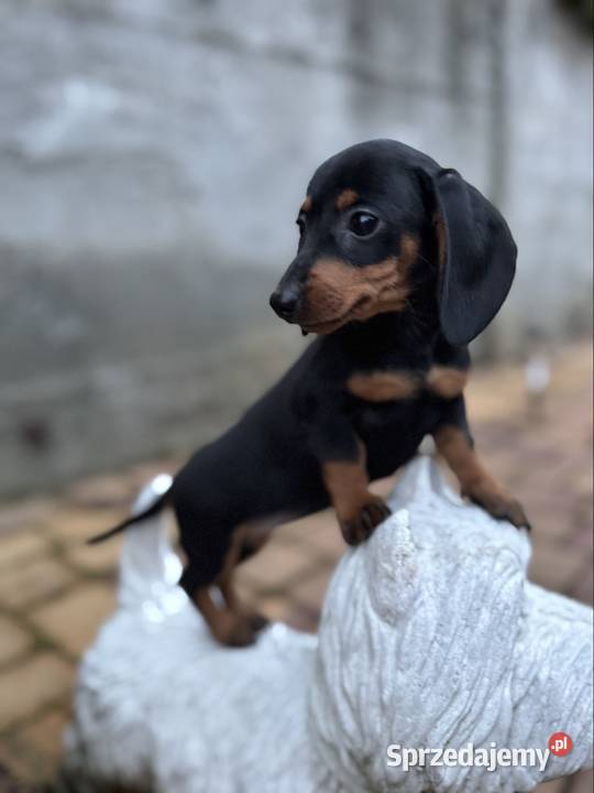 Cudowna sunia Jamnik miniaturowy standard czarno Łódź