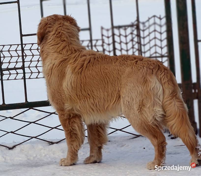 Golden retriever 9 miesięczny Przysucha