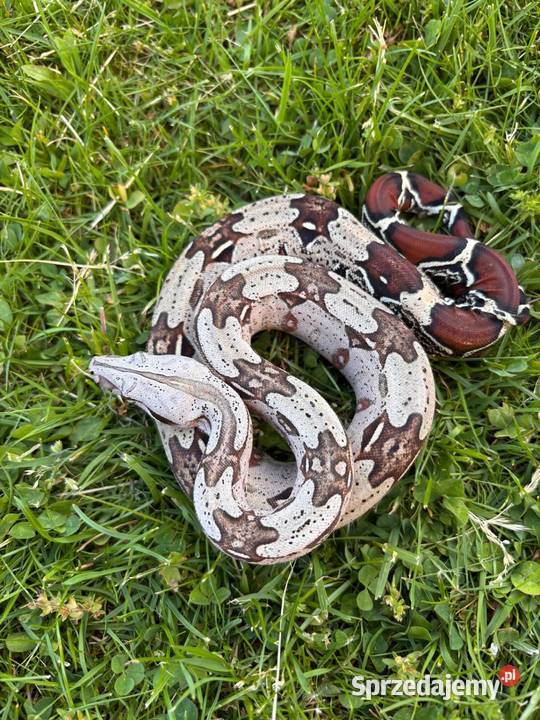Boa constrictor Gujana sprzedam
