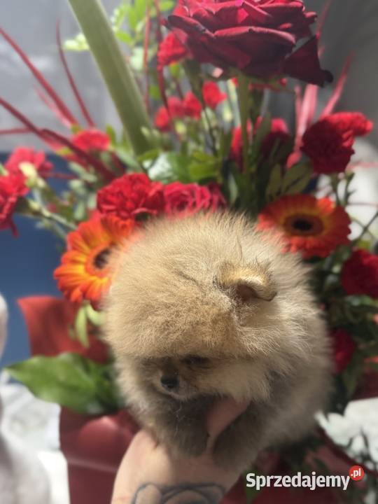 Szpic miniaturowy Pomeranian Gorzów Wielkopolski
