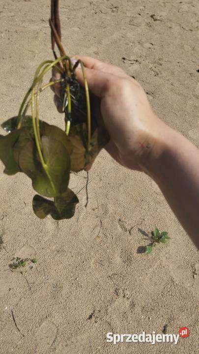 NYMPHAEA PUBESCENS HAIRY WATER LILY PINK WATER Giżycko