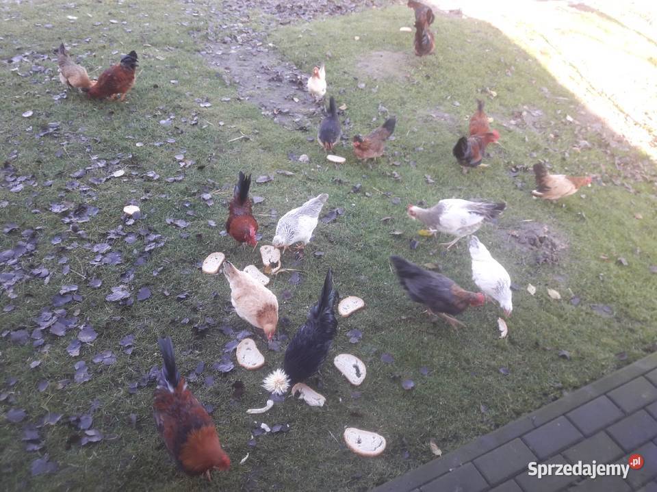 Kogutki czubatki staropolskiej zielononżki