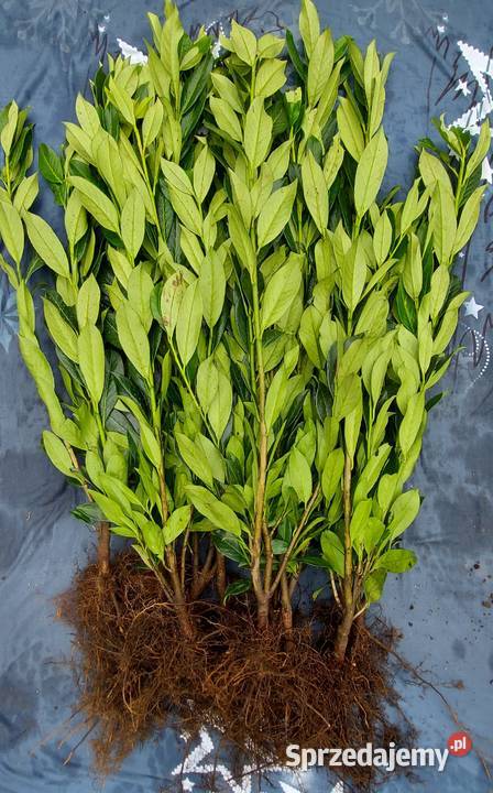 Laurowiśnia CAUCASICA sadzonki na żywopłot 4060 świętokrzyskie Kielce