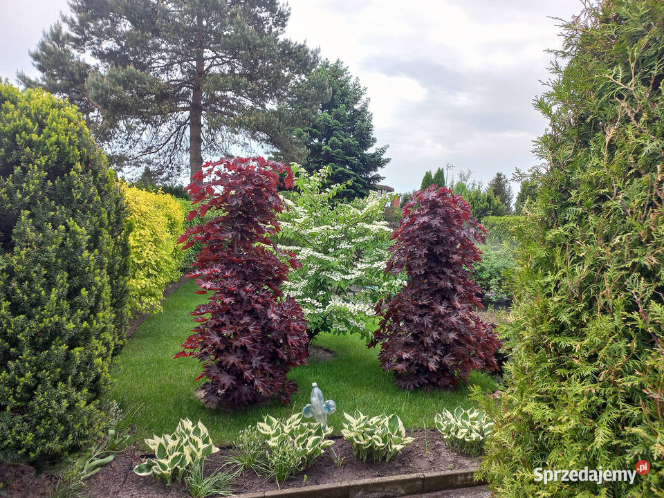 Sprzedam działkę ROD Świętojańska Konin