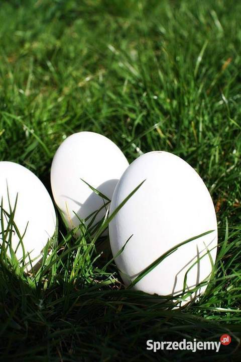 Wydmuszki Jaj Gęsich Lipno