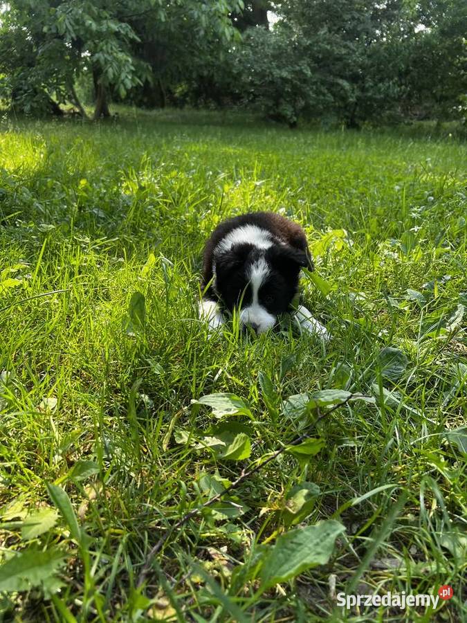 Szczenięta Border Collie DO ODBIORU Biała Góra sprzedam