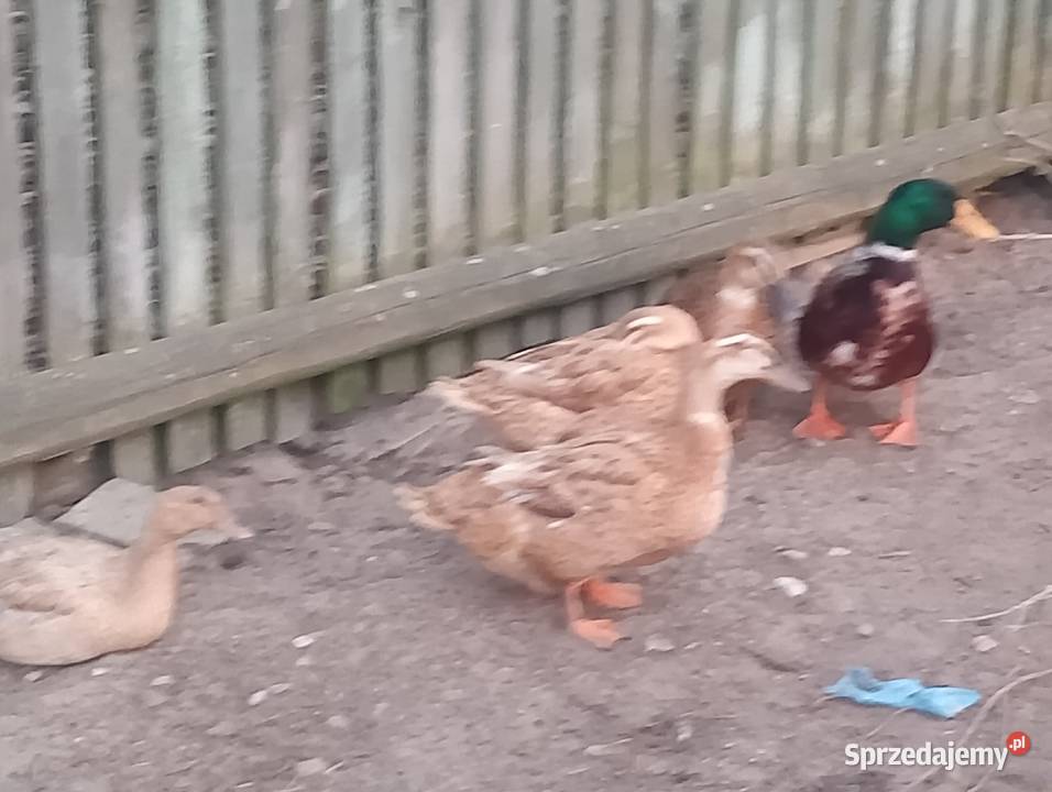 Sprzedam kaczki staropolskie sprzedam