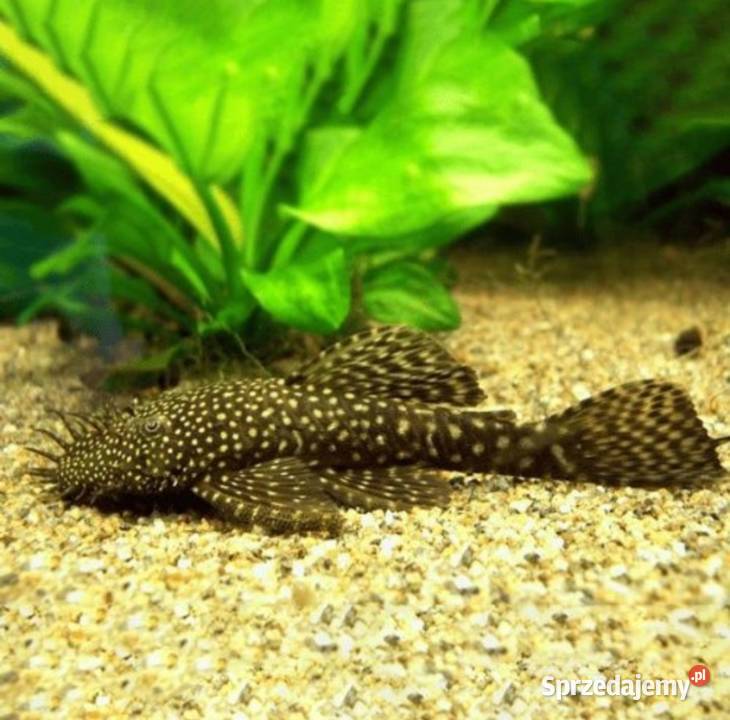 Glonojad zbrojnik rybka akwariowa małopolskie Nowy Targ
