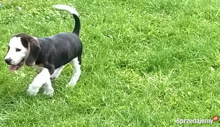 Piękne szczenięta Beagle tricolor rodowód