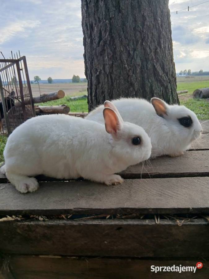 Króliki miniaturki Króliki Piórków