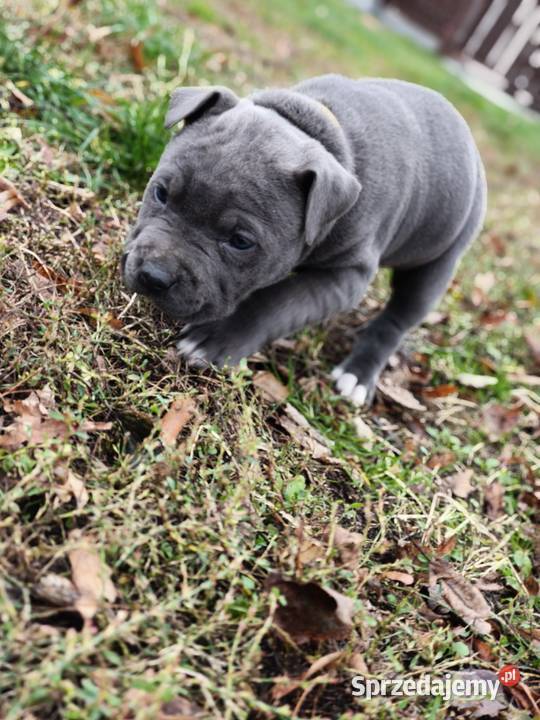 American Pitbull Terrier Żupawa