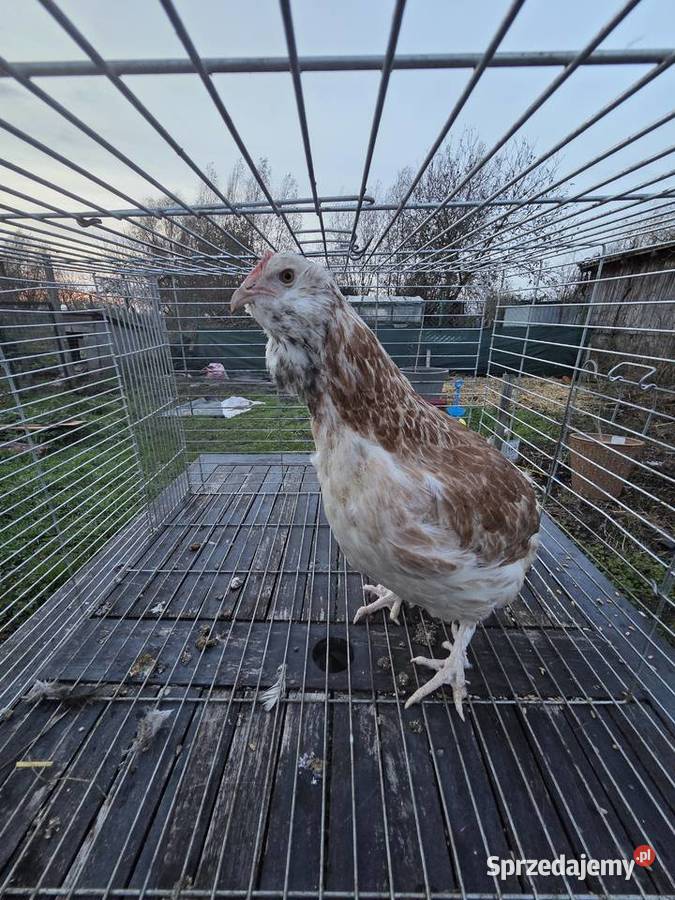 Pary hodowlane kur ozdobnych zachodniopomorskie Pyrzyce