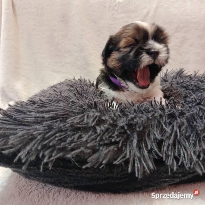 Shihtzu Zofiówka