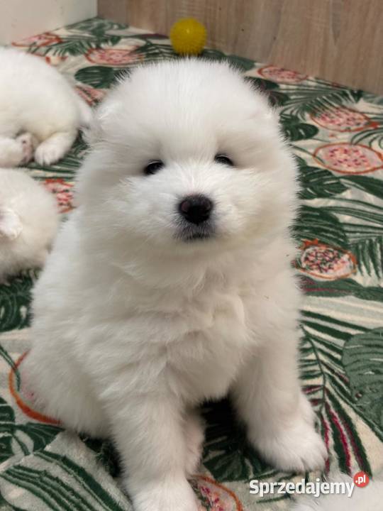 SAMOYED / SAMOJED SZCZENIAKI - ZKwP / FCI