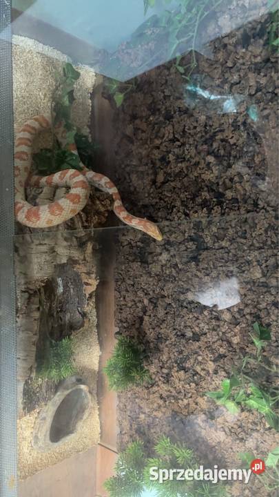 Sprzedam węża zbożowego z terrarium Nowa Dęba