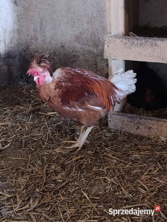 Sprzedam koguty tegoroczne ozdobne Liniewo