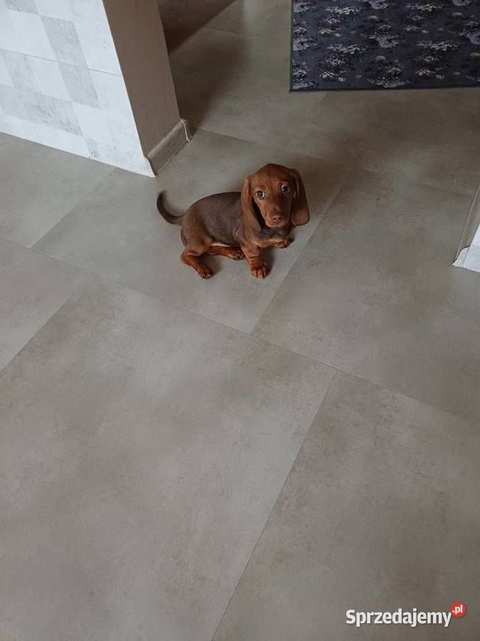 Jamnik miniaturowy Starogard Gdański sprzedam