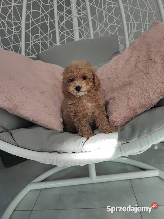 Pudelki malutkie toy Bolesławiec sprzedam