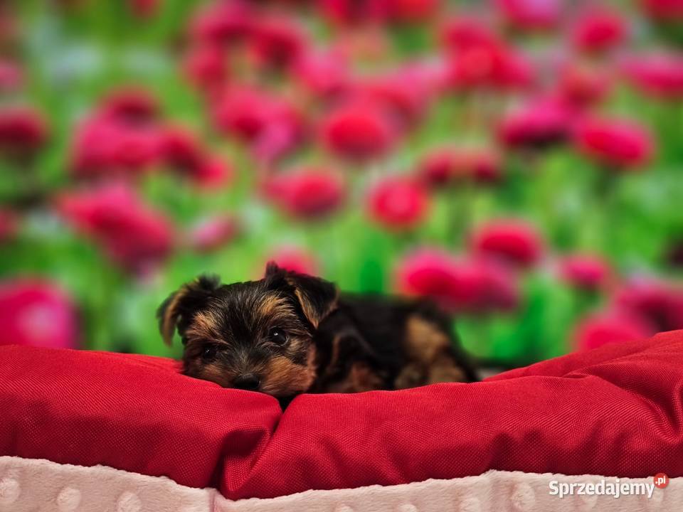 Yorkshire Terrier ZKwP FCI Zbąszynek