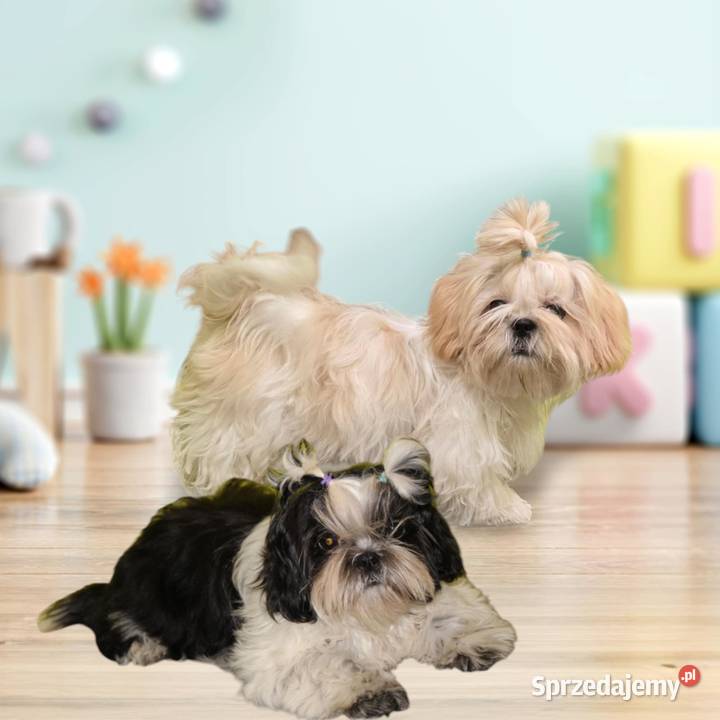 SHIH TZU szczenięta ok 4 w wieku dorosłym dolnośląskie Świebodzice