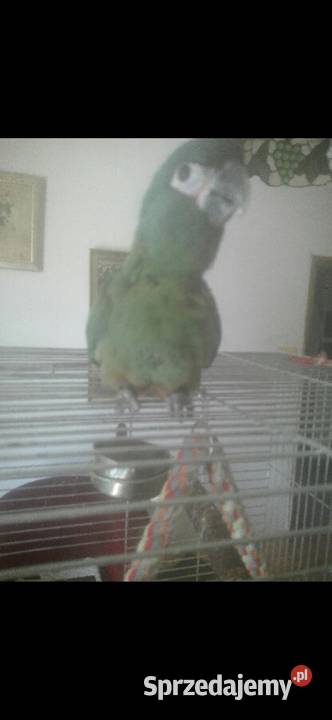 Ara Marakana Recznie Wykarmiona Samica 2025r DNA Warszawa sprzedam