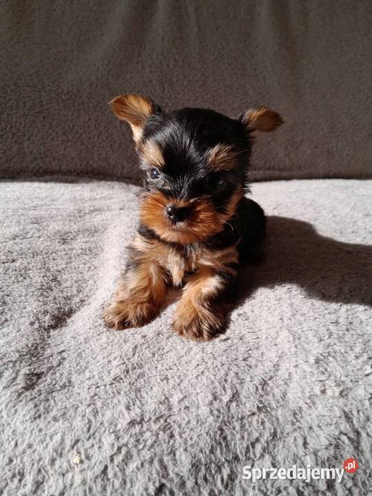 Yorkishe terrier piesek samiec