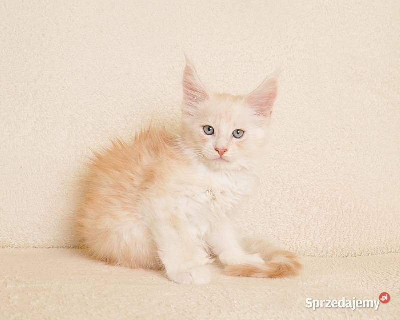 Przepiękny kocurek Maine Coon LEGALNA HODOWLA Białystok sprzedam