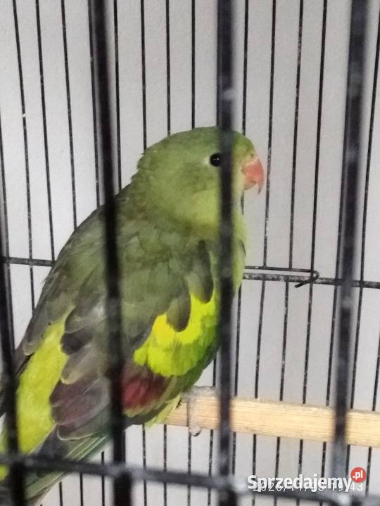 Papuga górska Ptaki Świerklany