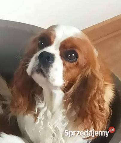 Cavalier king charles spaniel FCI ZKwP Klonowo sprzedam