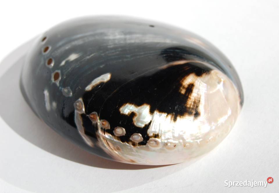 Muszla morska abalone paua polerowana 86 lubelskie Lublin sprzedam