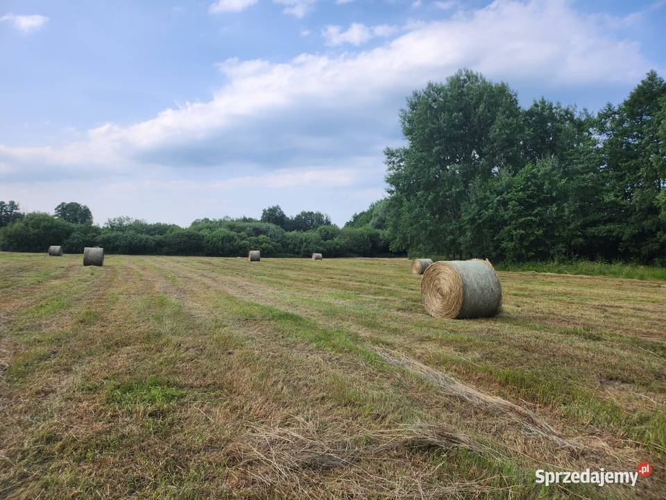 baloty siana 130140 Szklary Dolne sprzedam