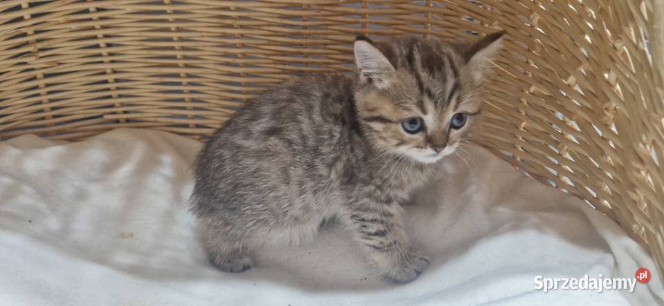 Kocurek Brytyjski złocisty pręgowany Koty Katowice