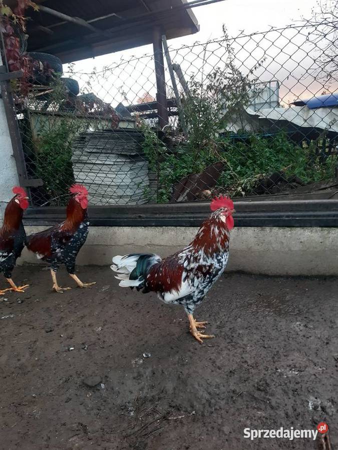 Koguty rasy Dominat Bielany