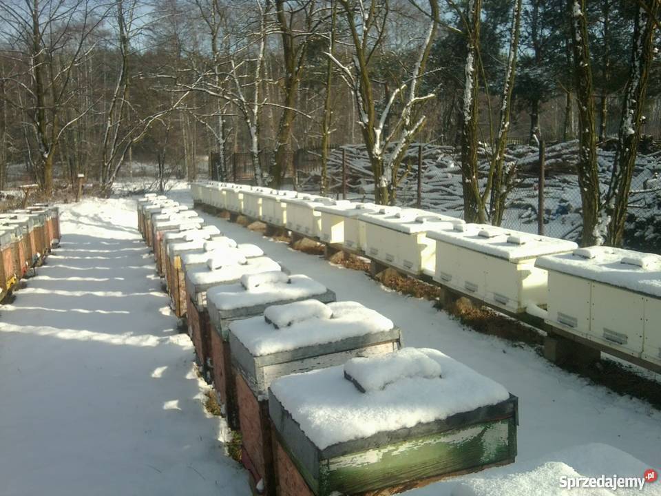 Pakiety pszczele Zapisy na 2018 r Tworóg