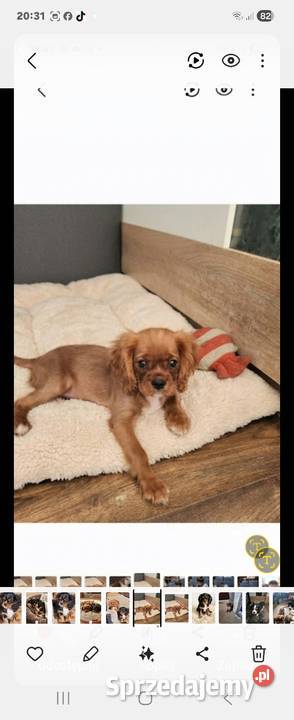 Cavalier king charls spaniel Wolica
