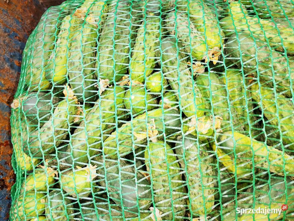 Sprzedam ogórki gruntowe Kolonia Lipnik