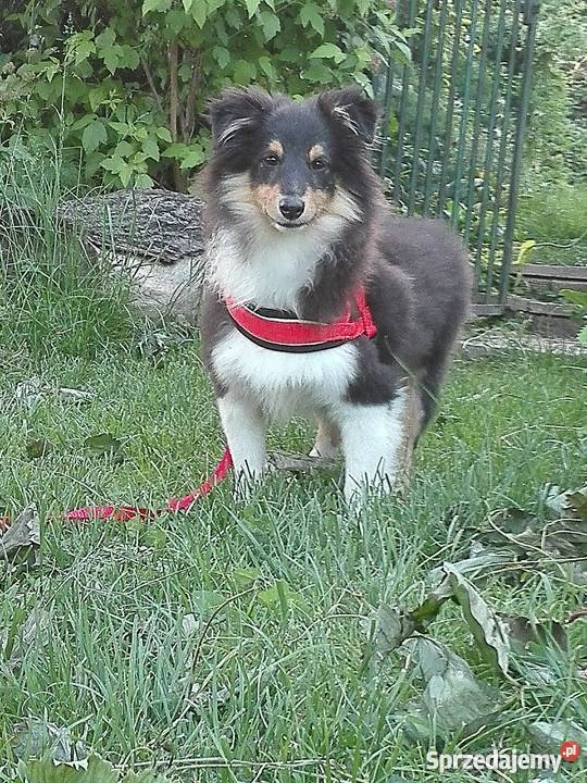 Owczarek Szetlandzki Szczeniak Piesek Kraków