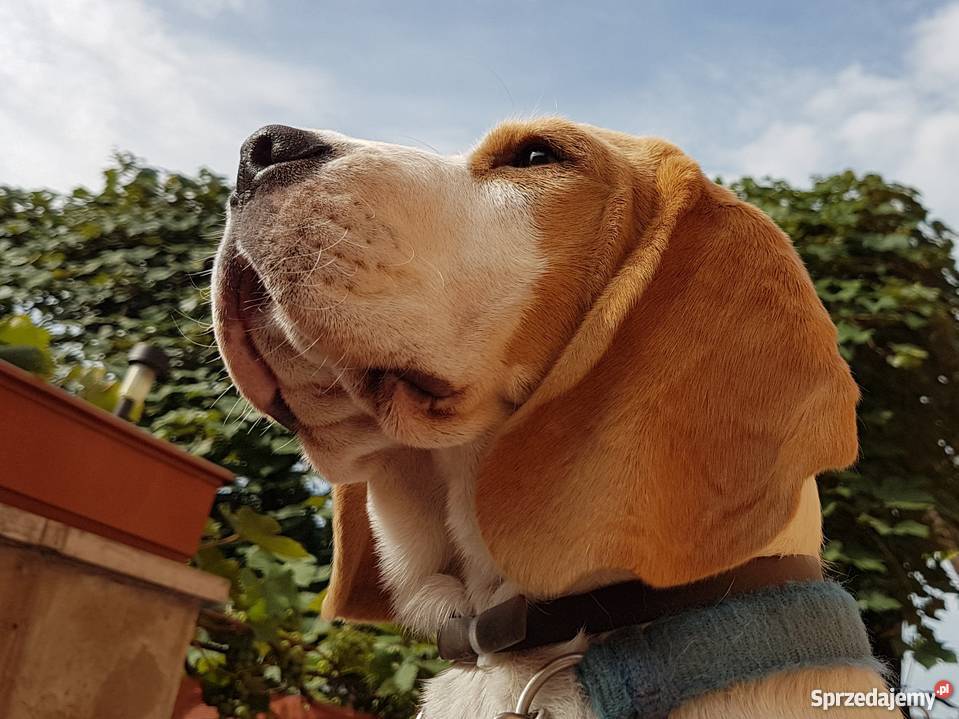 Samiec Beagle FCI bicolor małopolskie Nowy Sącz