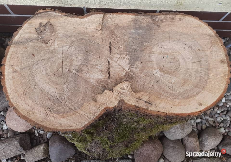 Jesion siedzisko solidny kawał drewna 63 X 30