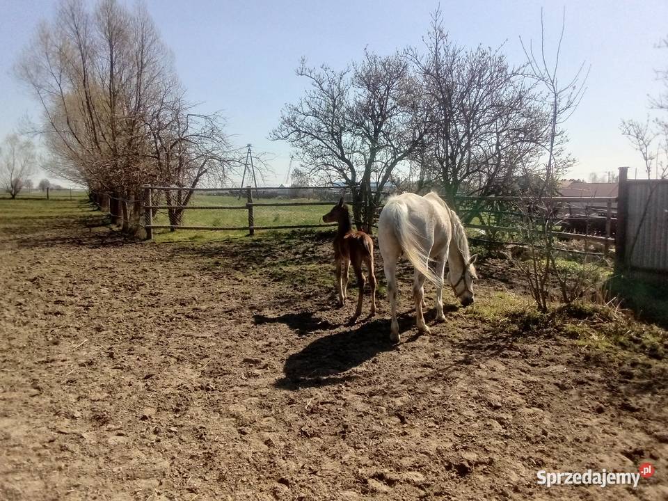 Klacz Arabska ze źrebakiem Piórków