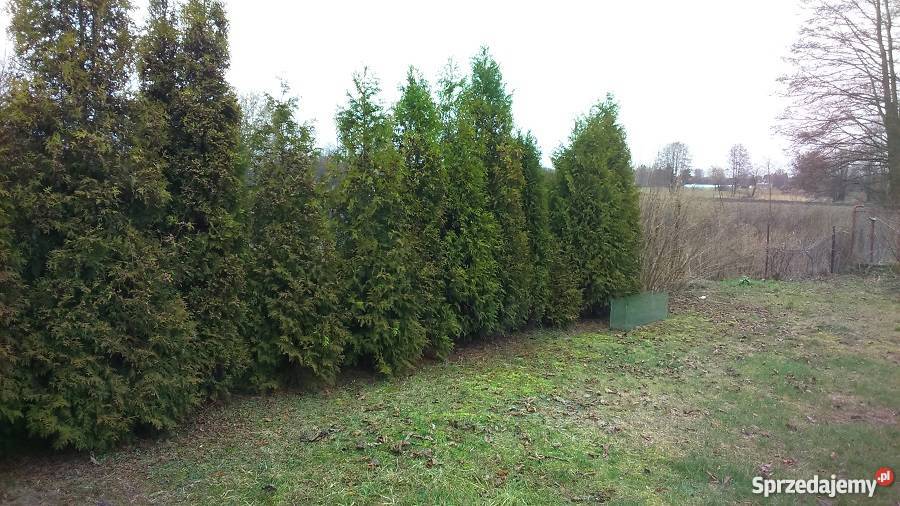 Dom drewniany do remontu mieszkalny