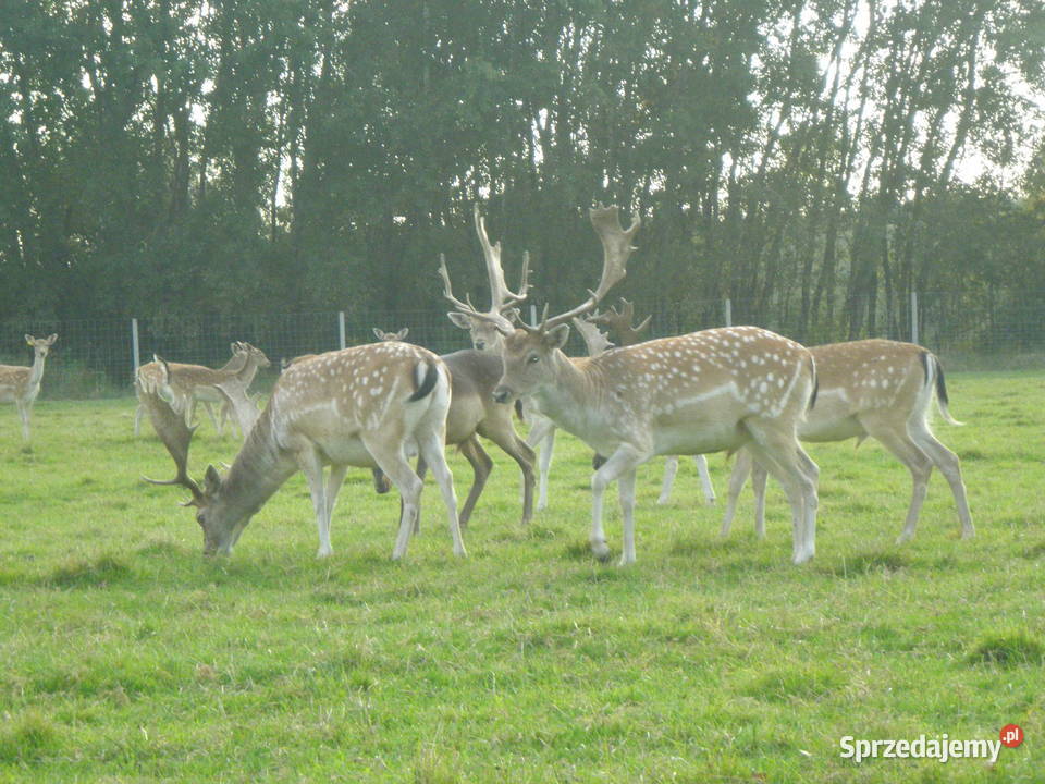 Daniele Łanie Byki Byczki Cielaki Łopatacze Biała Podlaska