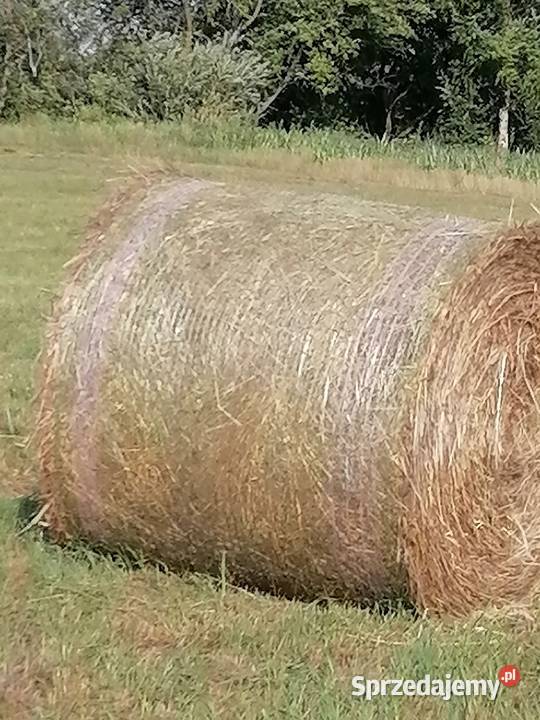 Siano w balach sprzedam