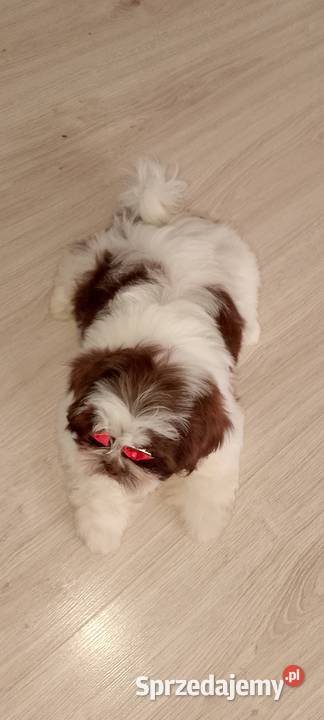 Biało czekoladowa suczka rasy ShihTzu