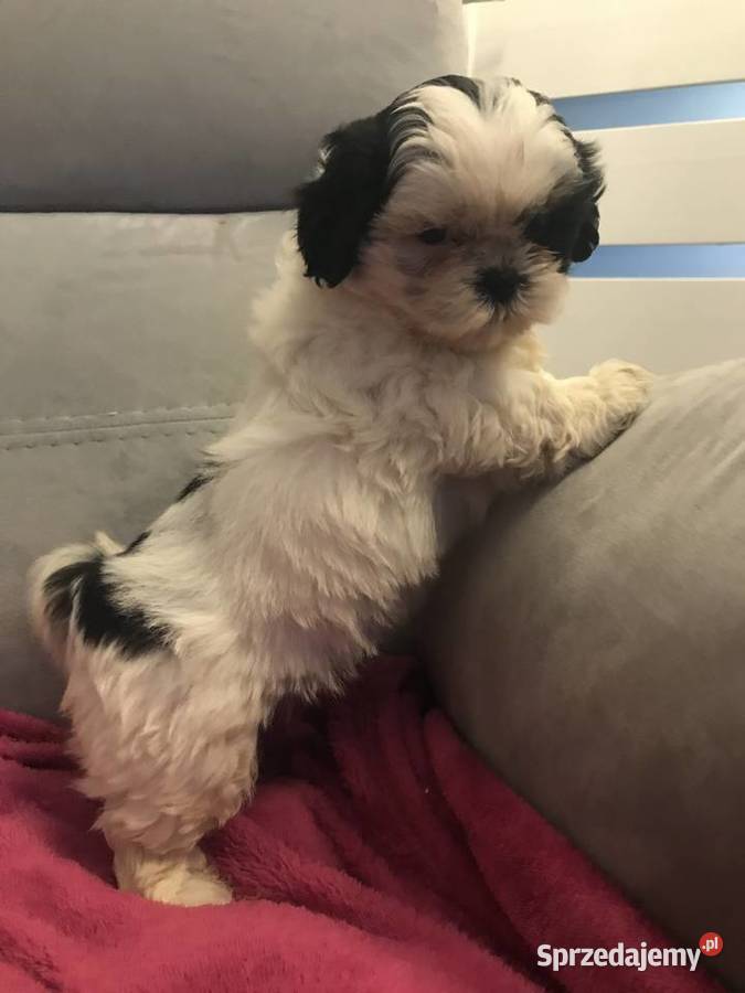 Shihtzu szczeniaki koło Krakowa Michałowice