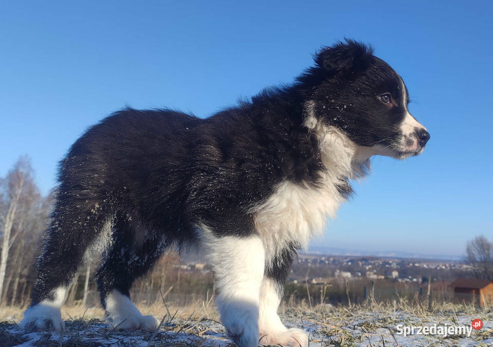 Piękna Suczka BORDER COLLIE z papierami dobrych Iwonicz sprzedam
