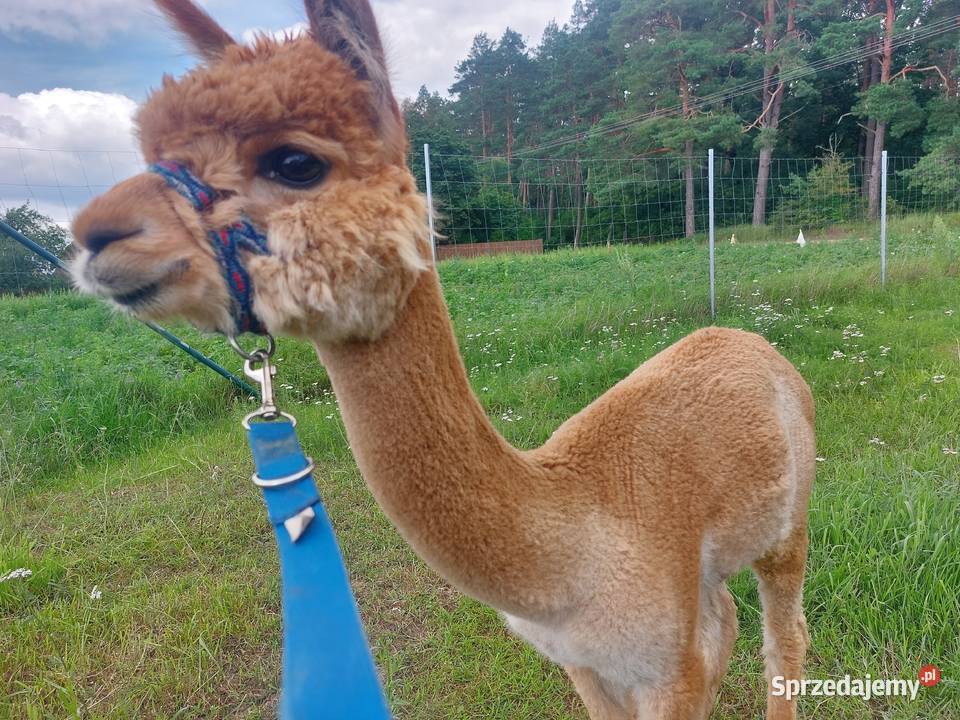 Sprzedam alpaki Juryzdyka