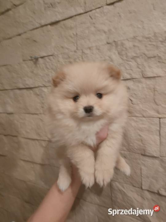 Szpic miniaturowy pomeranian Turek